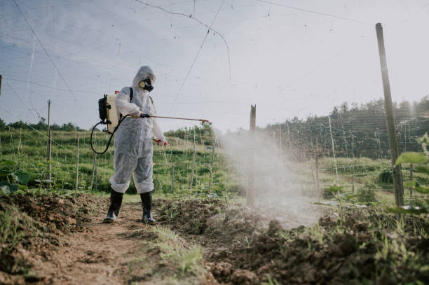 Best Pest Prevention Services  in Morenci, AZ