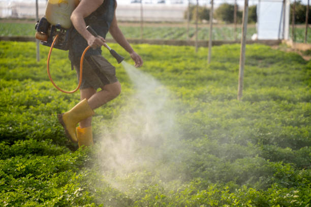 Best Pest Removal Services  in Morenci, AZ