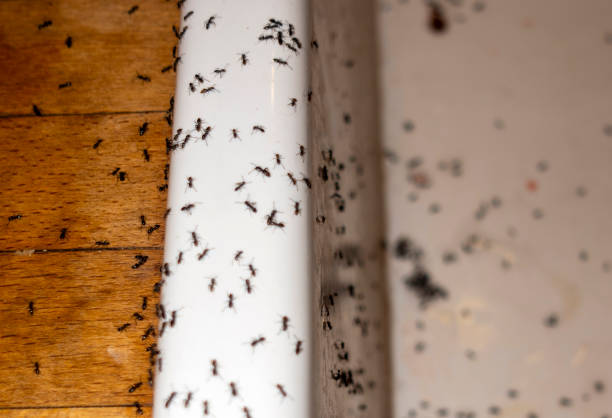 Best Wasp Removal Services  in Morenci, AZ