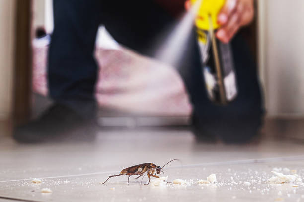 Best Pest Control for Homes  in Morenci, AZ